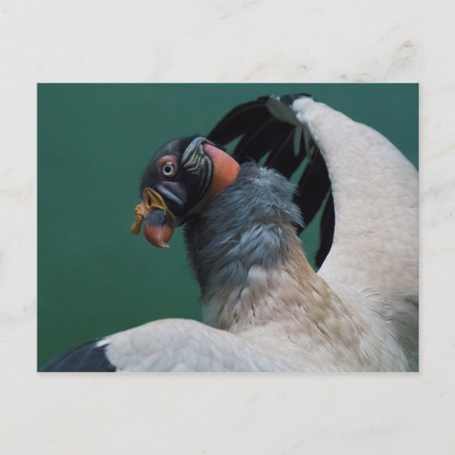 Postal Poniendo buitre (Anverso)