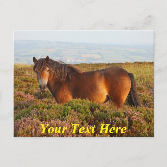 Postal Poniente de exmoor personalizable, caballo, Somers (Anverso)