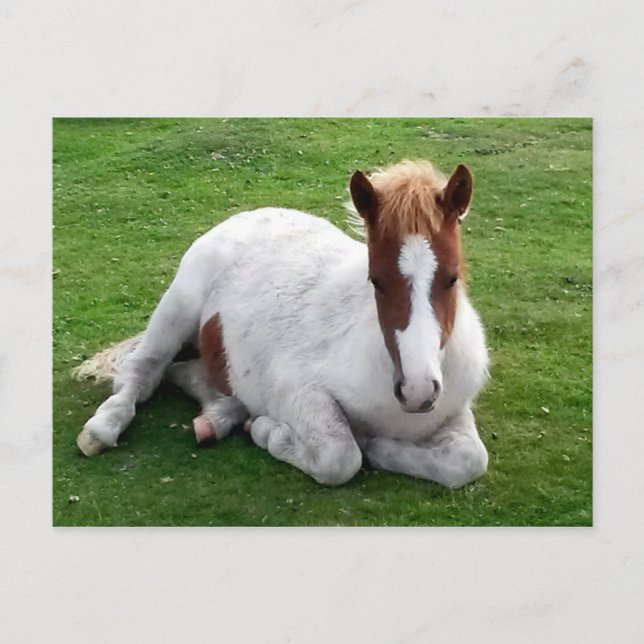 Postal Ponies en Bodmin Moor Cornwall England (Anverso)