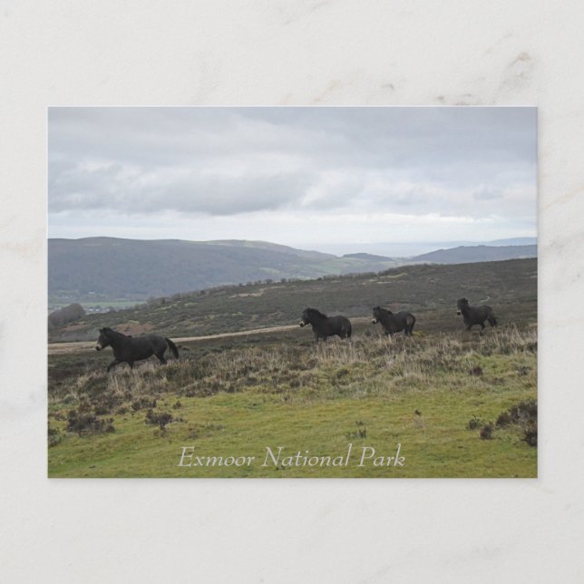 Postal Ponies en el Parque Nacional Exmoor, Inglaterra (Anverso)