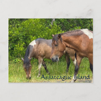 Postal Ponis salvajes en la isla de Assateauge