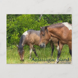 Postal Ponis salvajes en la isla de Assateauge