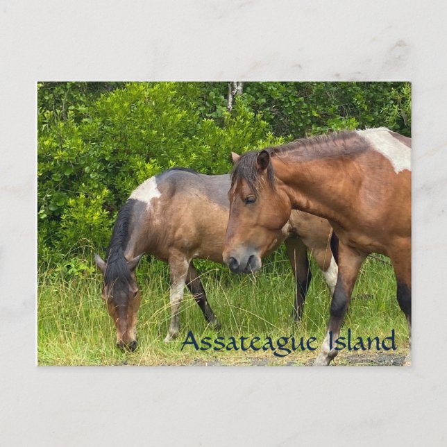Postal Ponis salvajes en la isla de Assateauge (Anverso)