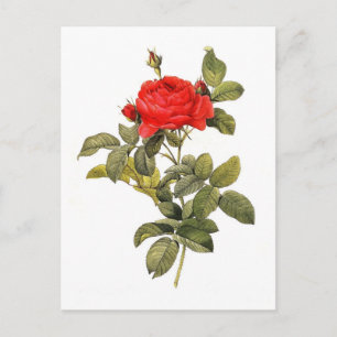 Postal Pontiana del gallica de Rosa