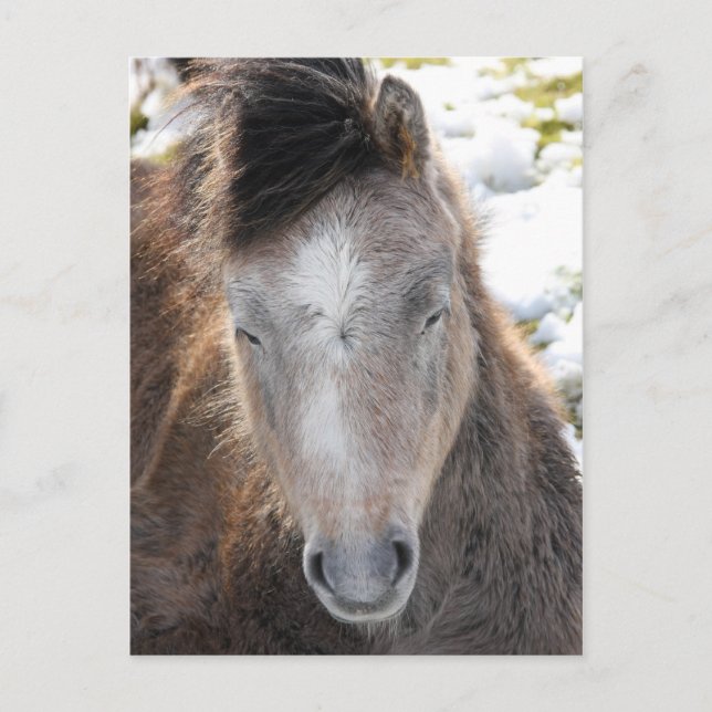 Postal Pony (Anverso)