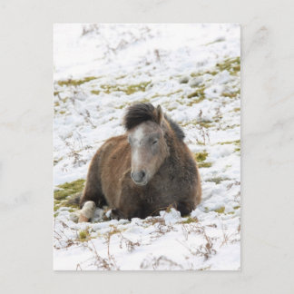 Postal Pony