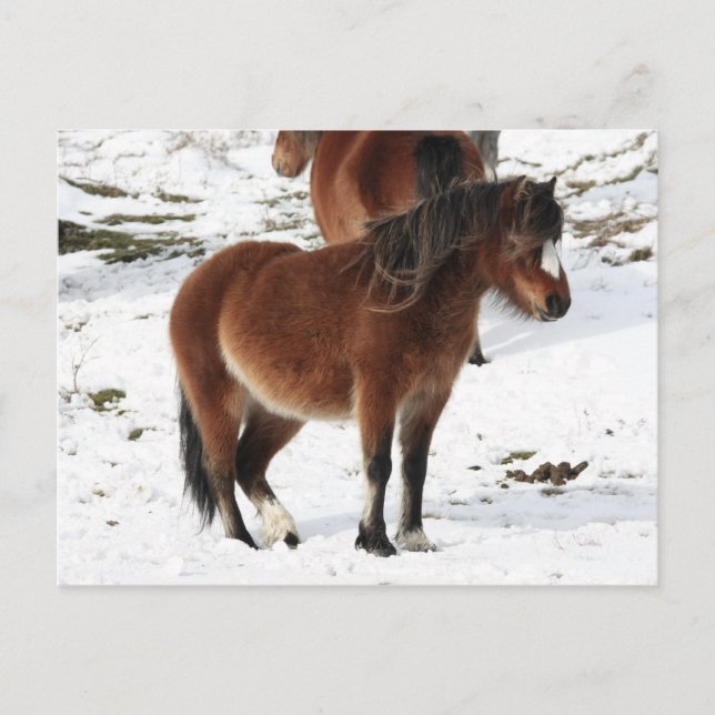 Postal Pony (Anverso)