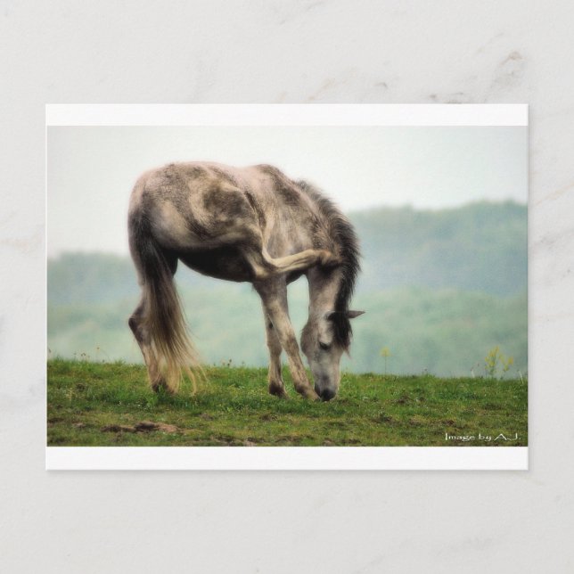 Postal Pony (Anverso)