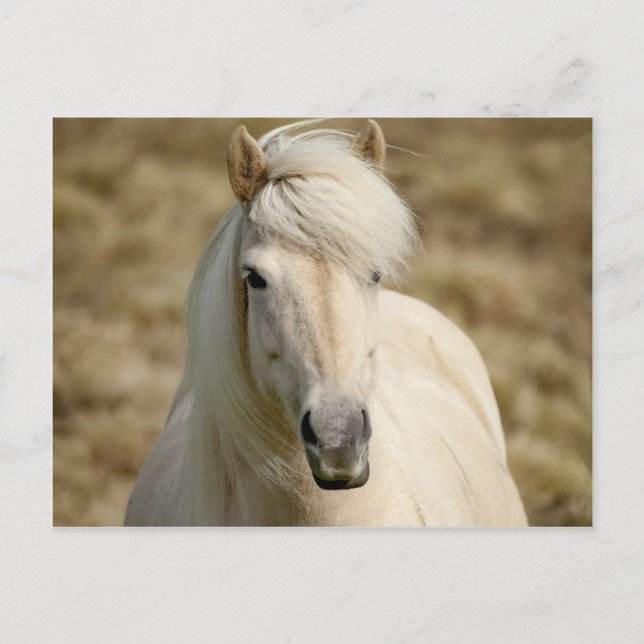 Postal Pony blanco (Anverso)