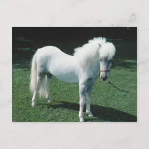 Postal Pony blanco poofy