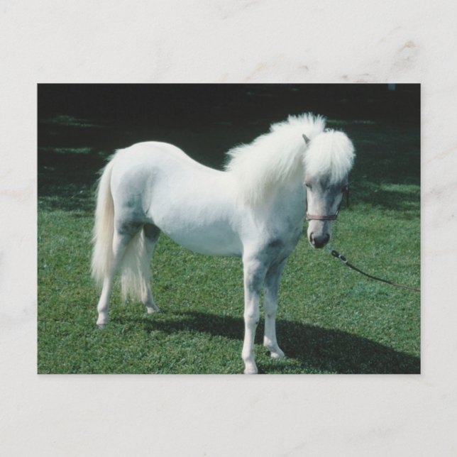 Postal Pony blanco poofy (Anverso)
