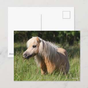 Postal Pony de Bob Langrish Shetland de pie en largo