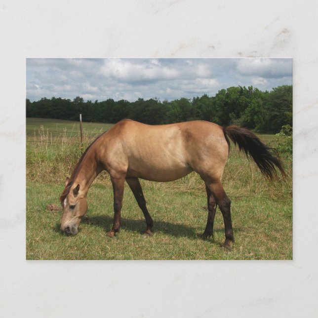 Postal Pony de Dun Connemara, caballo, mancha en la pastu (Anverso)