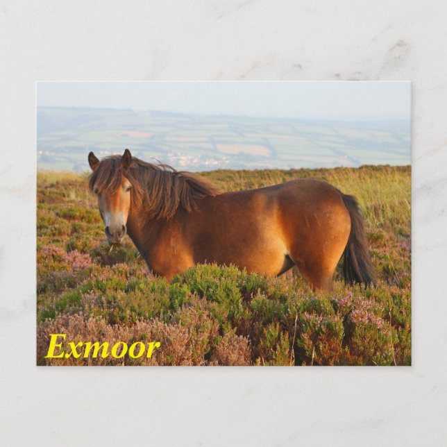 Postal Pony de exmoor, caballo, Somerset, Inglaterra (Anverso)