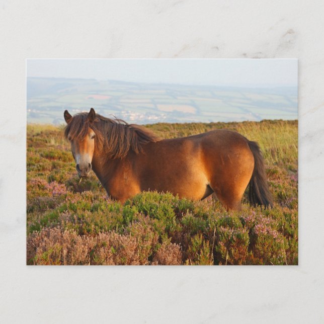 Postal Pony de exmoor, caballo, Somerset, Inglaterra (Anverso)