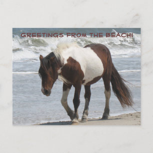 Postal Pony de la isla de Assteague
