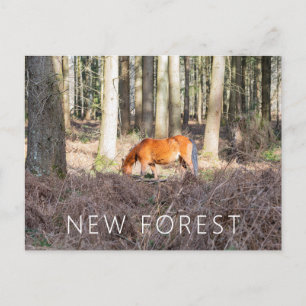 Postal Pony de nuevos bosques