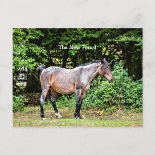 Postal Pony de nuevos bosques