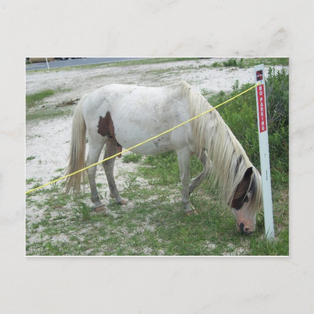 Postal Pony de playa blanca (Anverso)