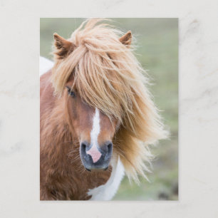 Postal Pony de Shetland en la isla de Unst