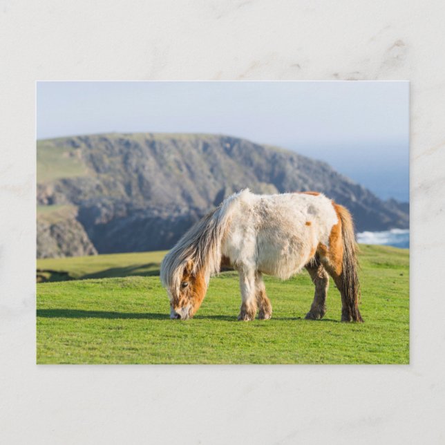 Postal Pony de Shetland sobre la pastelería cerca de alto (Anverso)