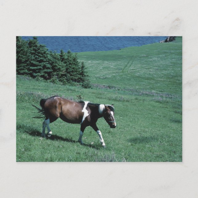 Postal Pony en el pasto (Anverso)