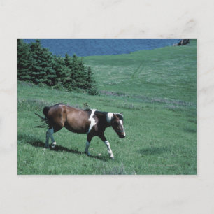 Postal Pony en el pasto