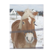 Pony en invierno