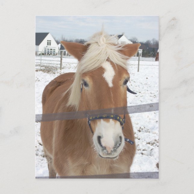 Postal Pony en invierno (Anverso)