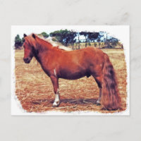 Pony en miniatura