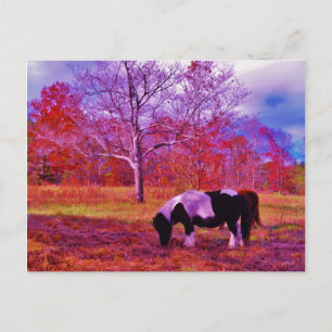 Postal PONY EN UN campo de color RÁINBOW