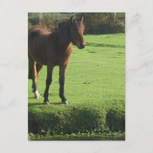 Postal Pony Postcard