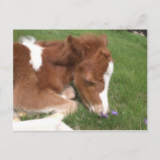 Postal Pony recién nacido - Espíritu