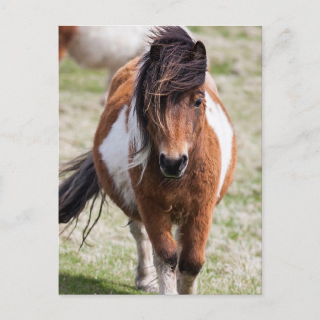 Postal Pony Shetland, Islas Shetland (Anverso)