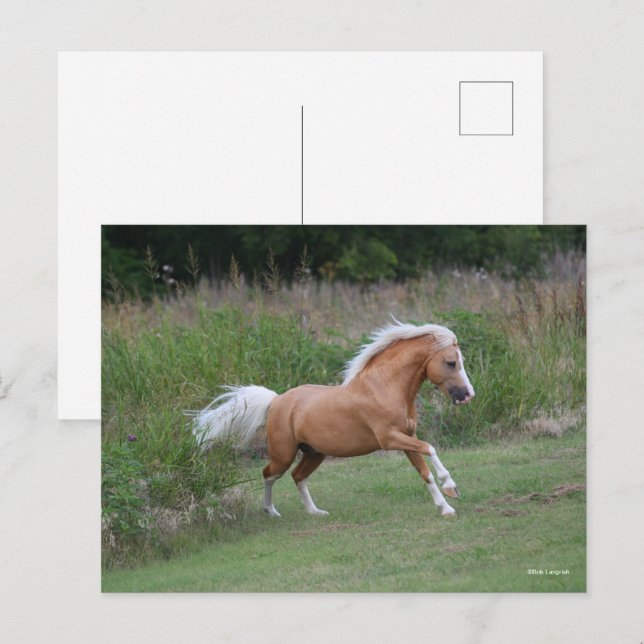 Postal Pony Stallion en ejecución de Palomino Welsh (Anverso / Reverso)