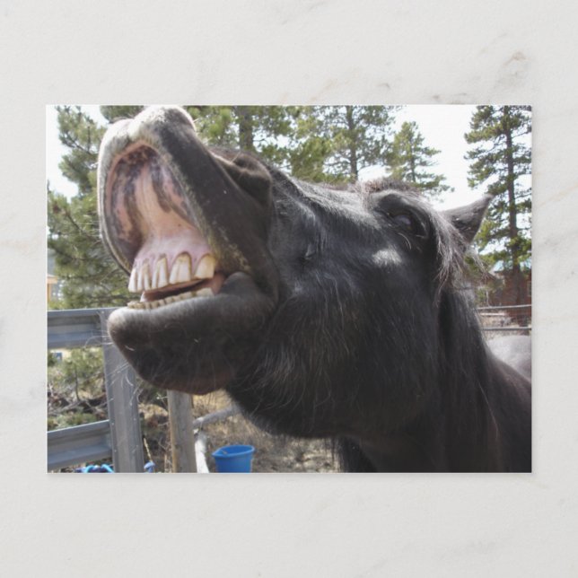 Postal Pony Talk (Anverso)