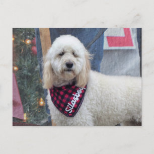 Postal Poodle