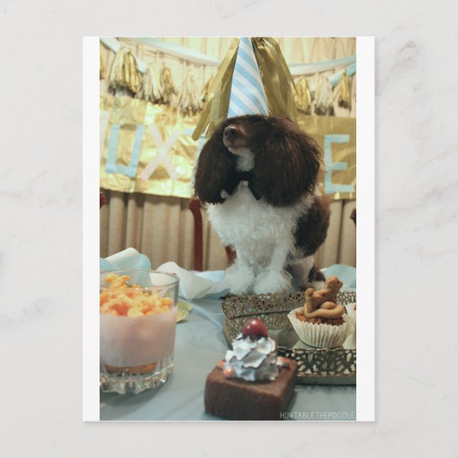 Postal Poodle Birthday Postcard (Anverso)