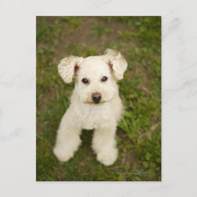 Postal Poodle (blanco) (Anverso)