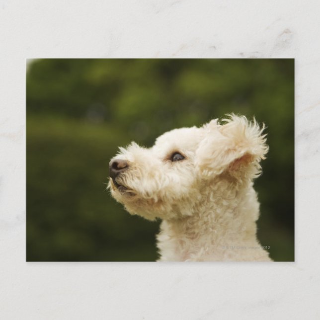 Postal Poodle (blanco) 2 (Anverso)