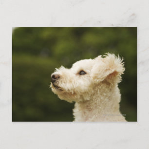Postal Poodle (blanco) 2