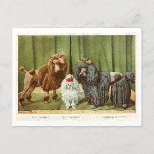 Postal Poodle Dogs Postcard