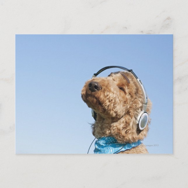 Postal Poodle estándar (Anverso)
