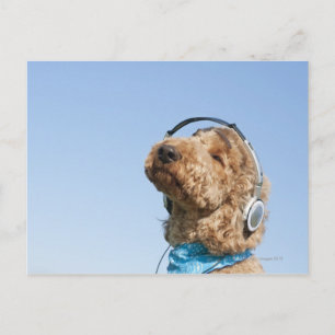 Postal Poodle estándar