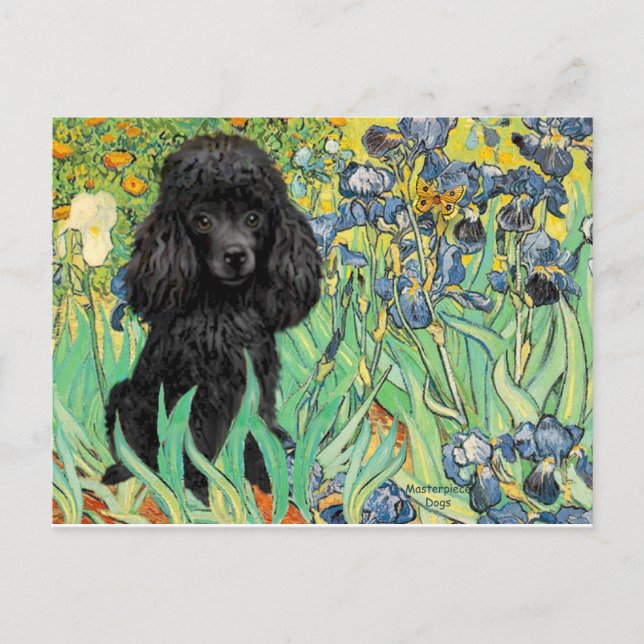 Postal Poodle (negro 1) - Irlandeses (Anverso)