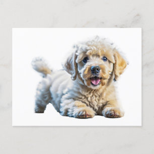 Postal Poodle Puppy