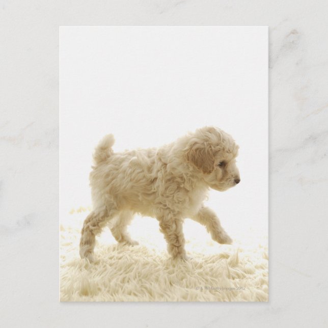 Postal Poodle Puppy (Anverso)