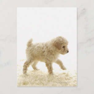 Postal Poodle Puppy