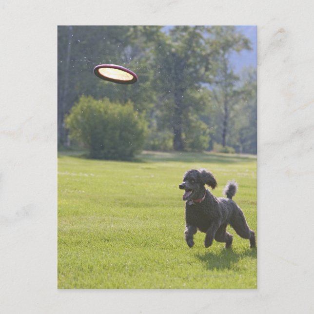 Postal Poodle tocando frisbee (Anverso)