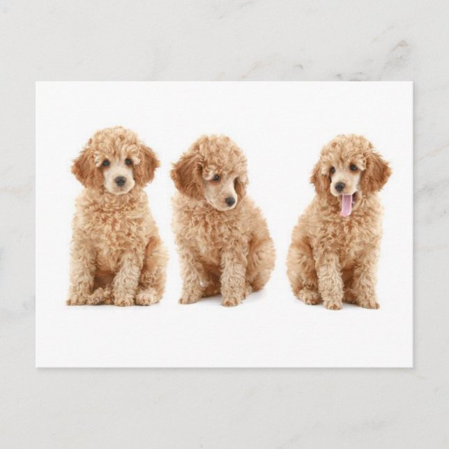 Postal Poodles (Anverso)